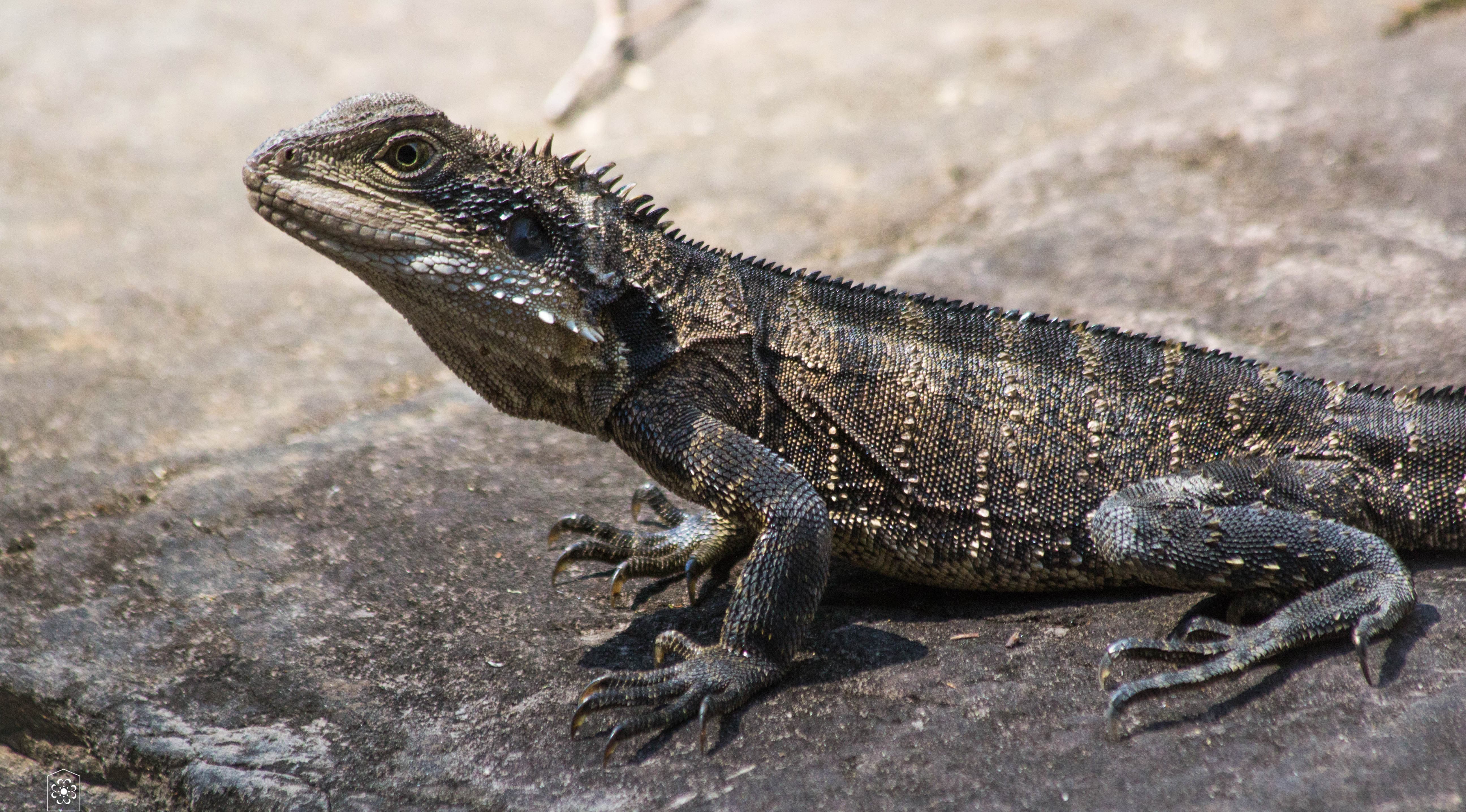 blue mountains lézard