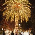 Christmas tree palm