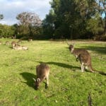 sejour australie conseils