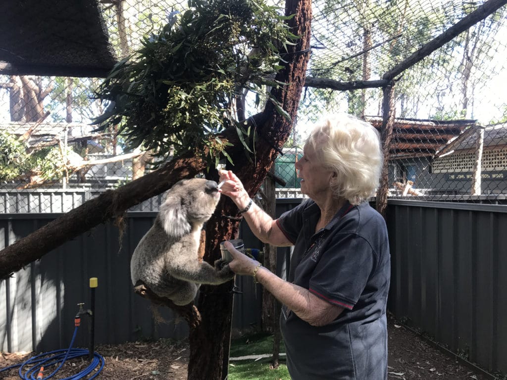 Port macquarie koala hospital volunteer