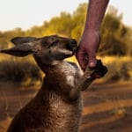 Wwoofing australie Helpx