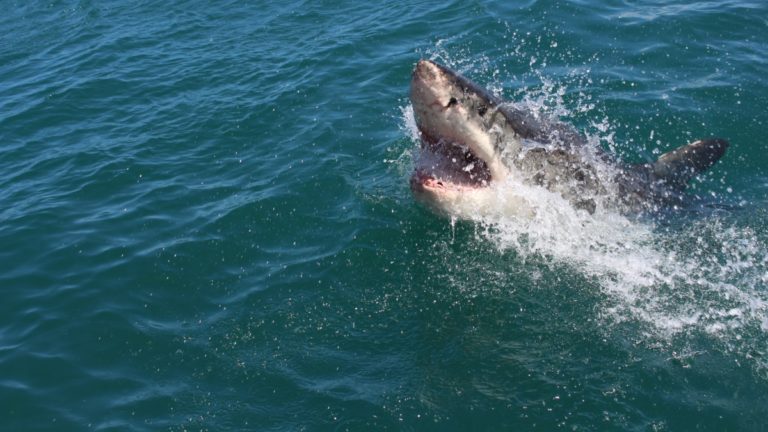 Où plonger avec les requins en Australie