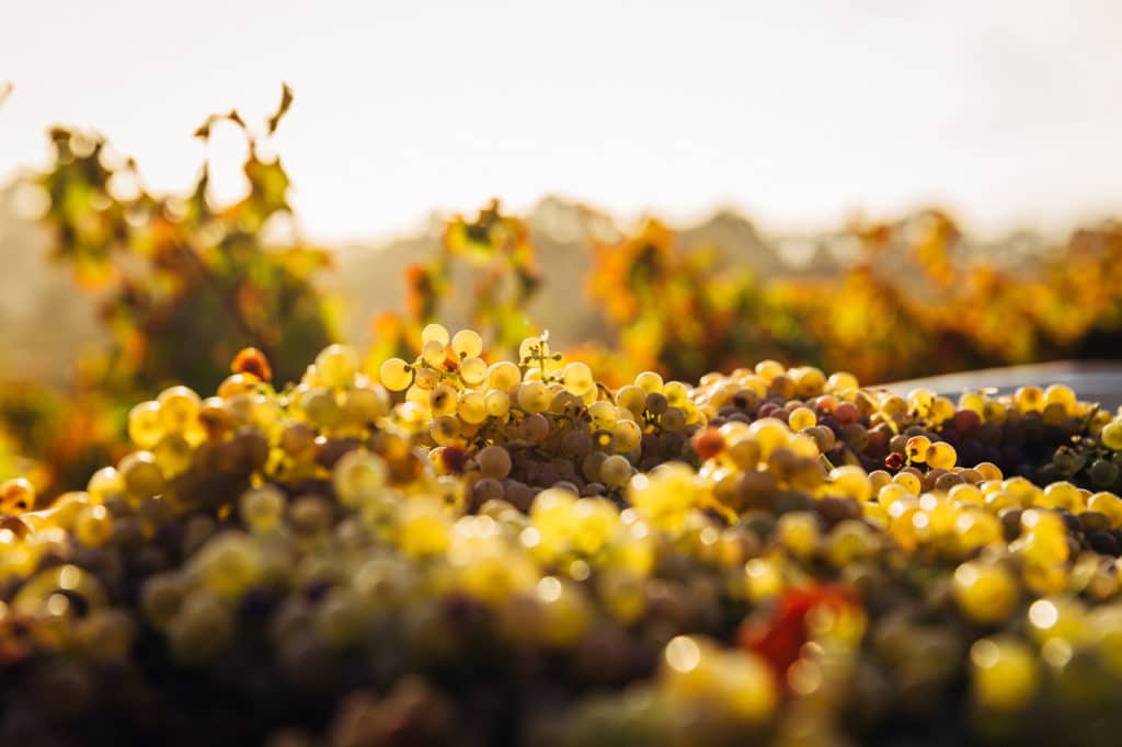 Vignes de la région de la Barossa vallée en Australie