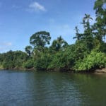 Daintree river australie