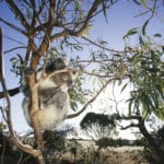 Goin’ Off Safaris, Eyre Peninsula, SA