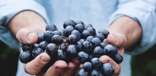 Les meilleurs lieux pour trouver un job dans le fruit picking en Australie du Sud