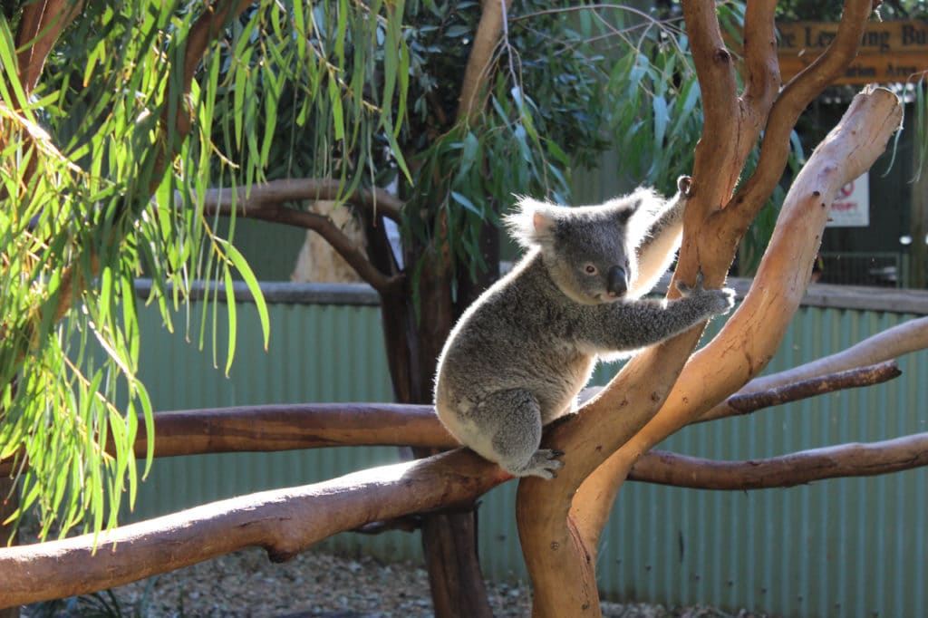 Savez vous que vous pouvez caresser un koala au Featherdale wildlife park ?