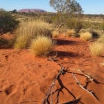 Uluru Ayers Rock paysage