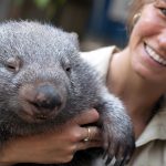 Wombat australie faune