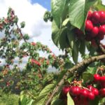 cherry picking australie
