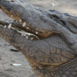 crocodile-australie