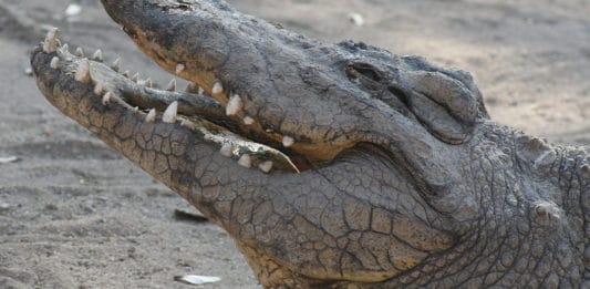 Les crocodiles d’Australie