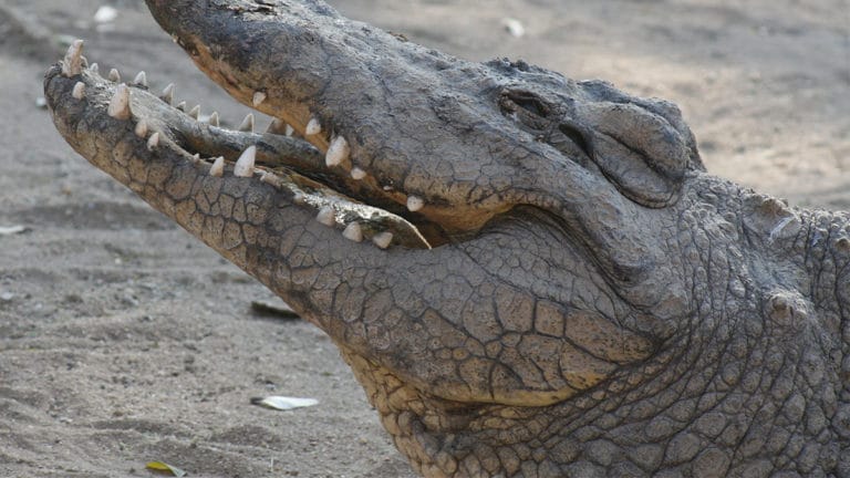 Les crocodiles d’Australie