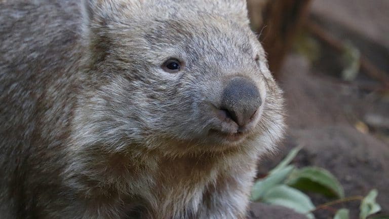 Le Wombat – faune australienne