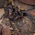 Funnel Web araignée Australie