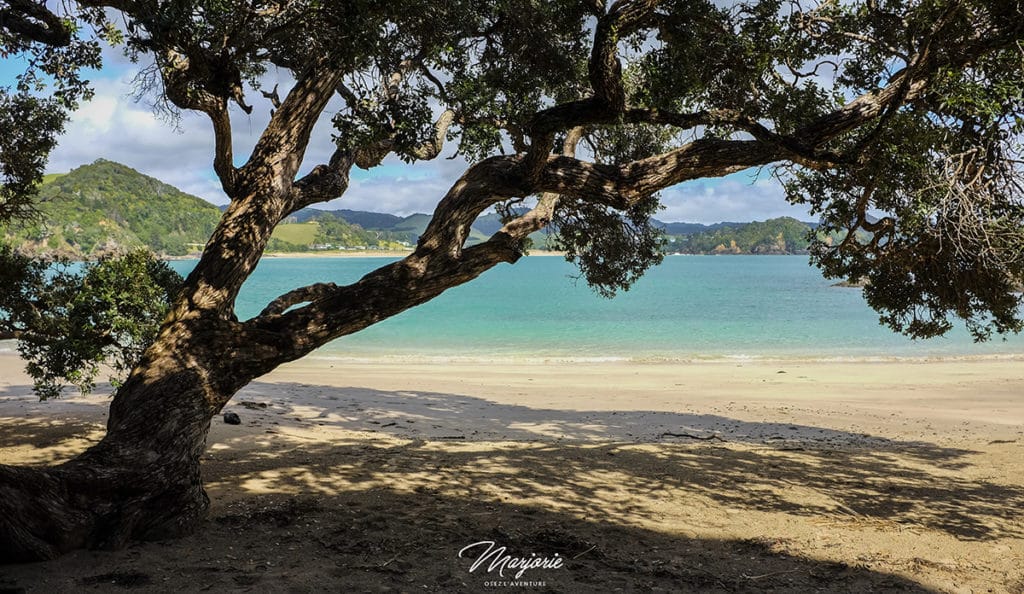 Whale Bay – Matapouri