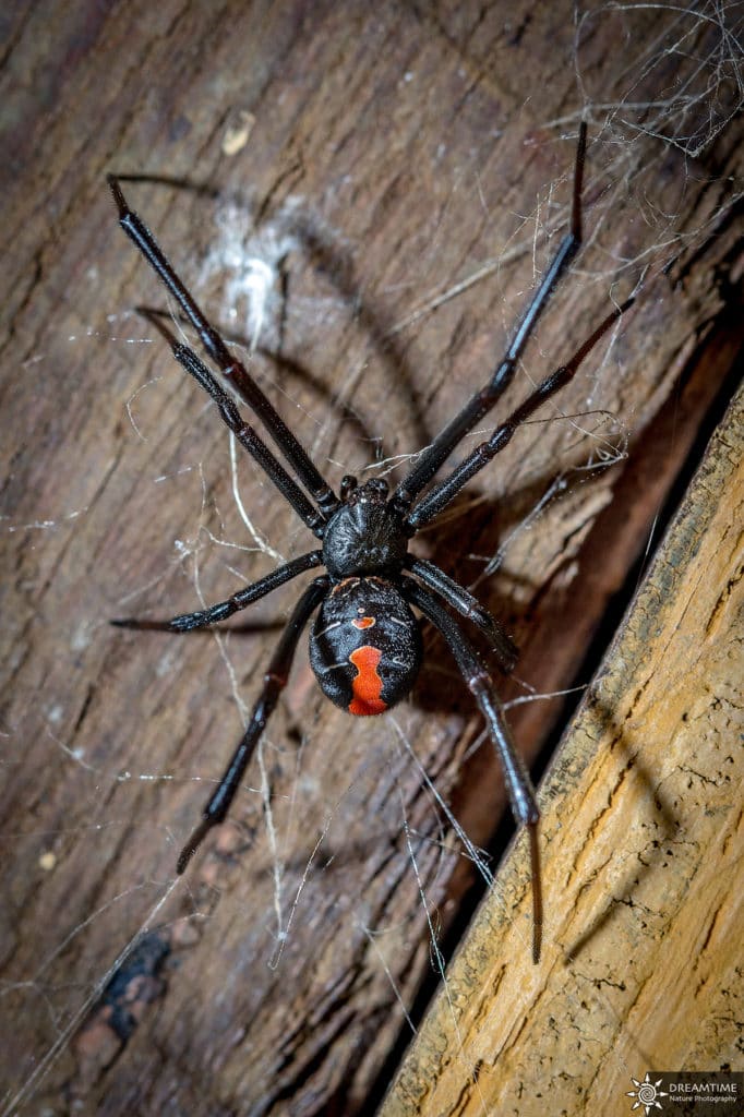 spinnen in australien Reback Spider