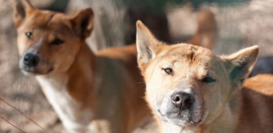 Le Dingo d’Australie : chien sauvage emblématique