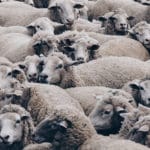 Elevage de mouton – expérience de job