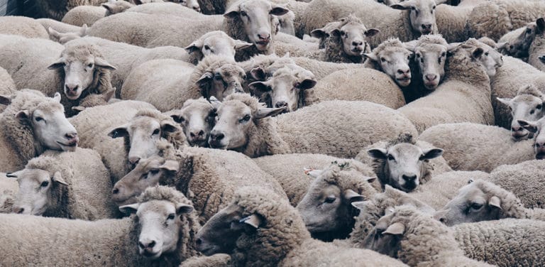 Expérience de job dans un élevage de moutons