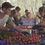 Faire-fruit-picking-fermes-australie