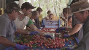 fruit picking exemples de jobs et salaires