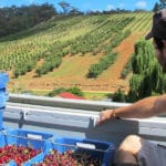 Fruit picking australie