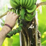 Fruit picking bananes australie