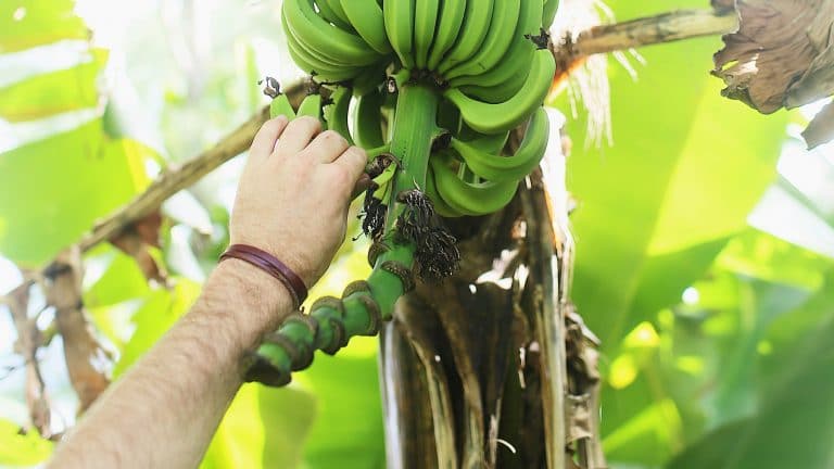 Fruit Picking de bananes dans le Queensland Australie