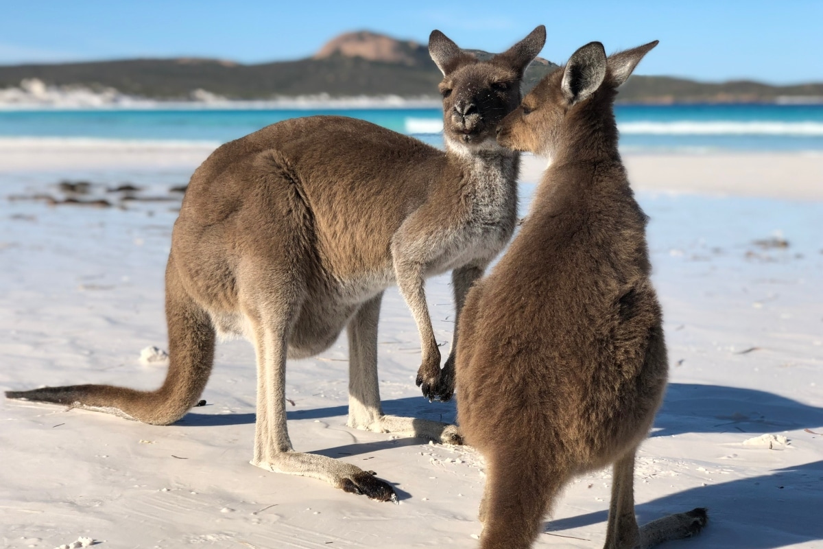 Kangourous - Espérance - Western Australia - Côte Ouest Australie