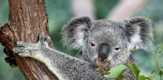 Incroyables histoires de koalas en Australie