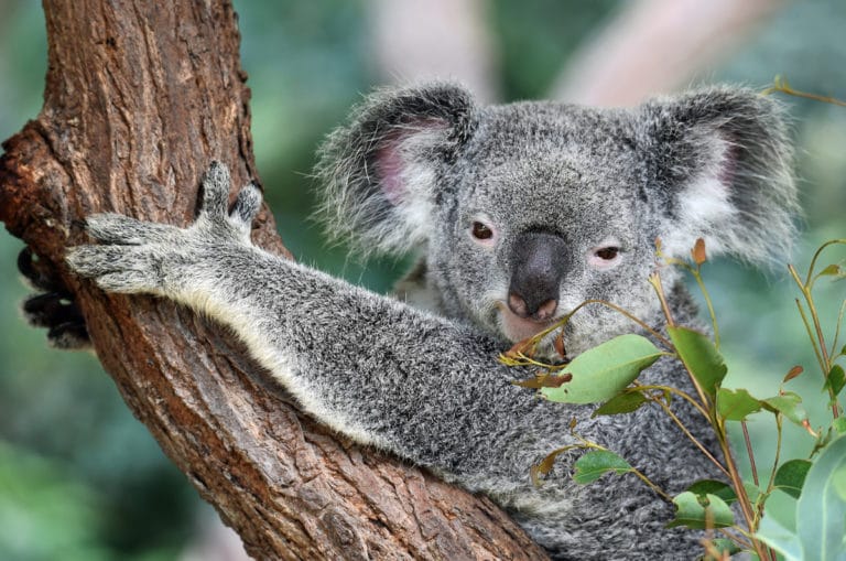 Incroyables histoires de koalas – Australie