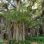 botanical-garden-brisbane