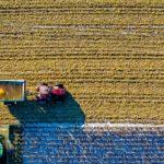 jobs eligibles pour renouveler son WHV australie