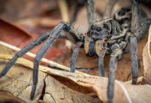 Les araignées en Australie : Guide complet