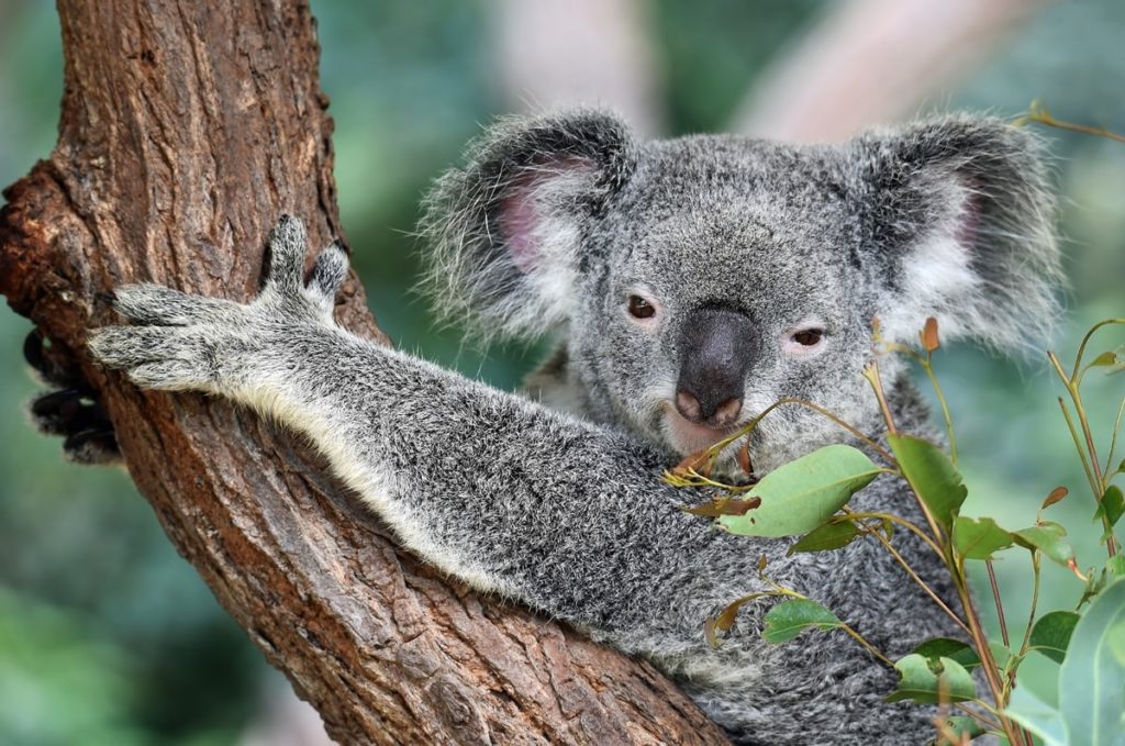 Balade des koalas