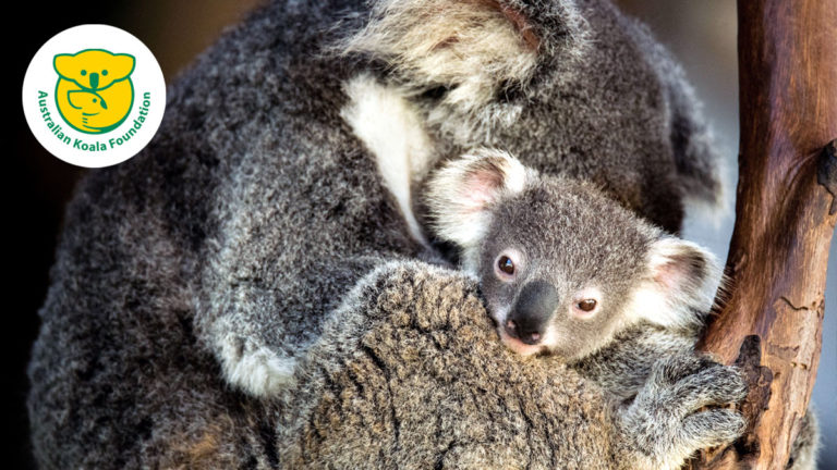 Assure-toi et sauve un koala