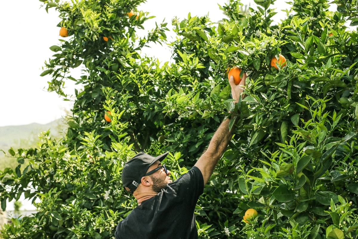 Road trip Australie - Guide - Fruit picking