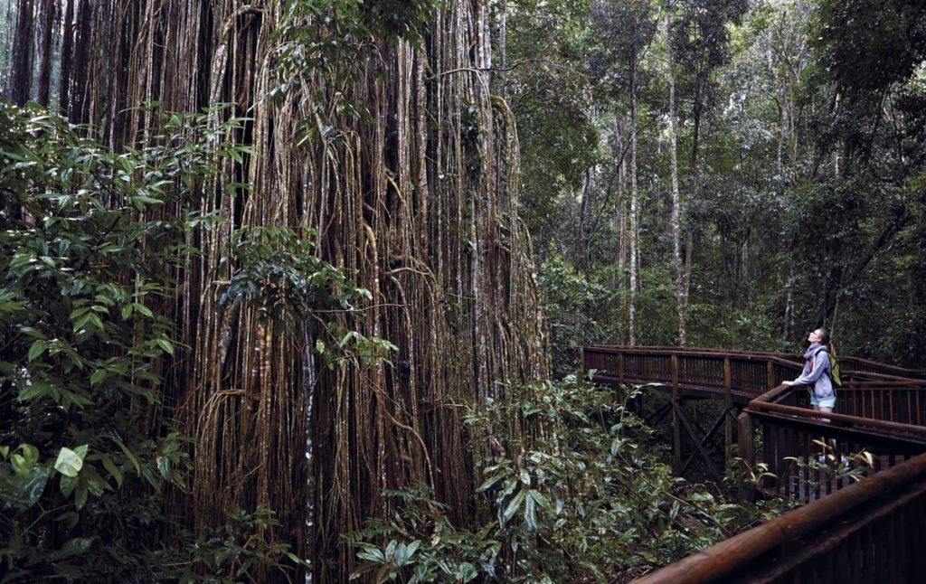 Curtain Fig Tree un arbre incroyable à découvrir à Atherton Tablelands