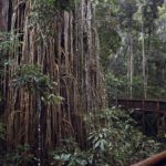 atherton-tablelands-road-trip-cote-est-australie