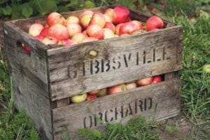fruit picking australie