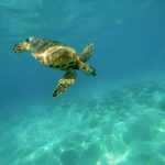 Whitsundays-meilleure-saison