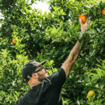 banniere-calendrier-saisons-recoltes-fruit-picking
