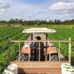 Fruit-picking-fermes-australie-1