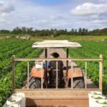 Fruit-picking-fermes-australie