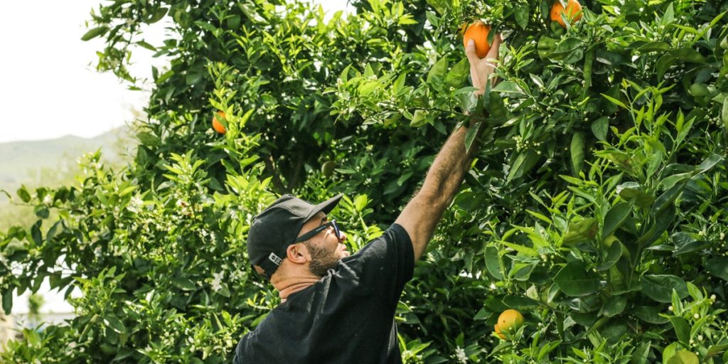 bons plans australie fruit picking