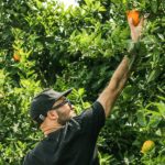 Fruit-picking-oranges-australie