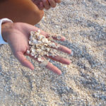 Shell-Beach-Shark-Bay-2
