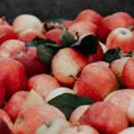 conseils-fruit-picking