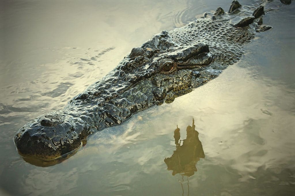 crocodile en Australie